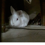 Rabbits-kounelia