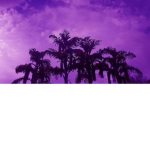 My fox yt group