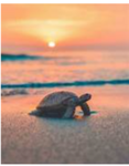 TurtleMaster Fam