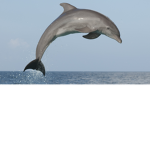 Dolphin Nation!