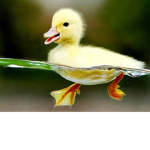 Dah Duck Team