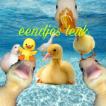 Eendjes is leuker dan ooit