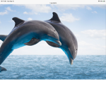 #Dolphin cuties