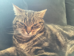 Commander cat games