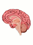 Brainrotting Simulations