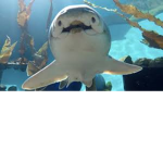 My sharks :3