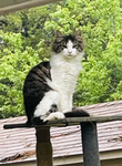 Cat army 4 life