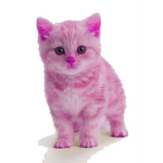Ally-The-Pink-Cat Fan Group!