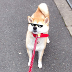 UMadDoge?