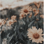 ||~||-Honey’s fan group!-||~||