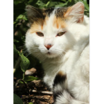 EEEE cat group
