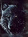 Dark Wolf