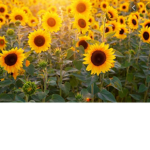 Sunflower’s!