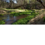 Creek'Clan