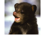 Team baby bear