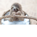 Supe Slothy World!