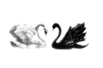 angelzwv