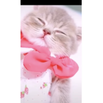 Cat Gang ;)