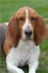 Basset Hound Lovers!