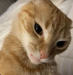 Healing Paws Applications