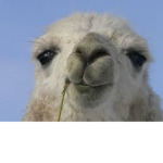 Llama Drama