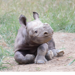 Let The Rhinos Live