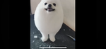 Egg dog is cute :3