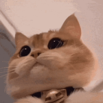 MINØRIE