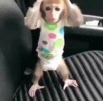 Z.zz