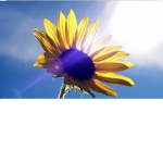 Sunshinexclothes