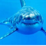 GreatWhiteSharks Group Thumbnail
