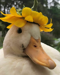duck people forever