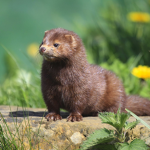 sleazey weasels