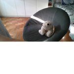 Polar grupo