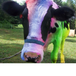 THE OFFICIAL COW ARMY