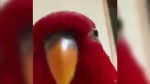 We have angry birds