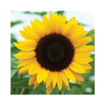 ~Sunflower studio~