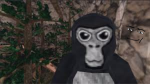 Gorilla studio group