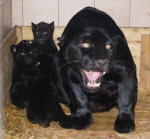 Panther’s Pack