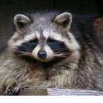 the Raccoons <3