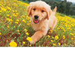 its dog hewo