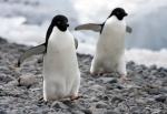 We love penguins!