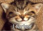 funny kittys