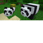 The leader of the Pandas
