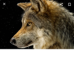 The Special Wolves