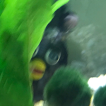 gothd0lls