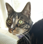 CAT REV