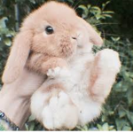 Sakura Bunny