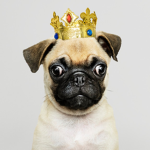 Puggeis