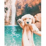 -Coco x Adopt me-